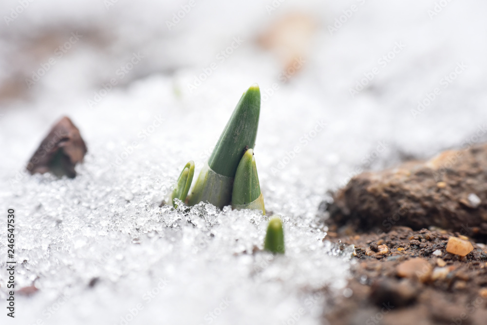First spring burgeon of snowdrops through the snow. Concept of spring and new life First spring burgeon of snowdrops through the snow. Concept of spring and new life