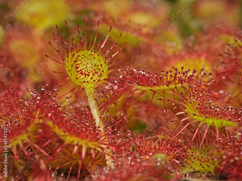 Outdoor close-up photography of common sundew.