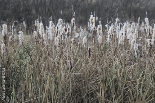 Thick brushwood of autumn pale grey withered reeds (cattail)