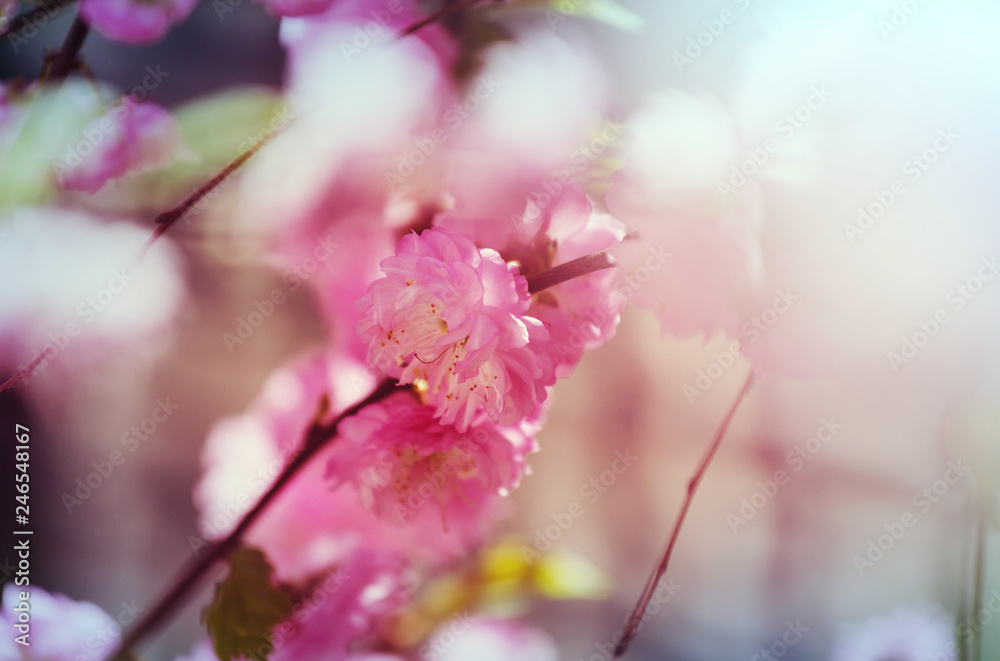 Obraz premium Almond tree