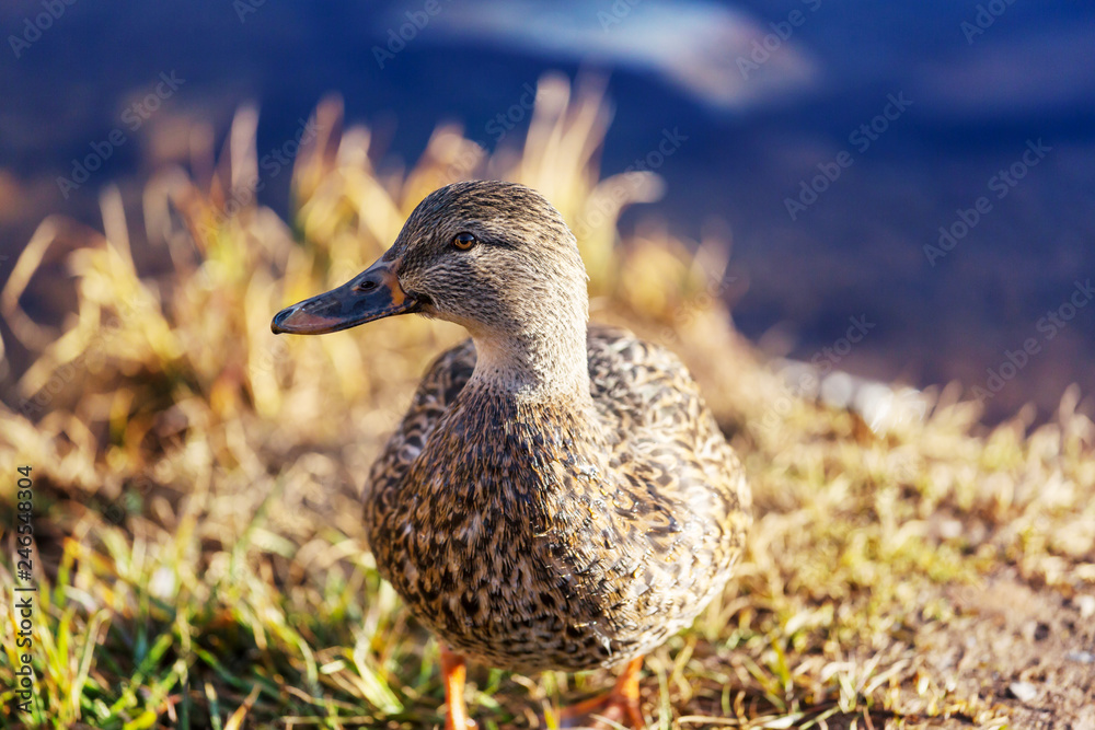 Duck