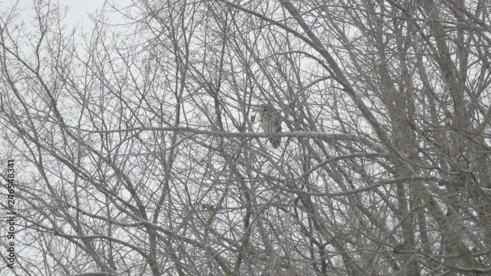 Double shot of Barred Owl standing in snow falling in North American forest Double shot of Barred Owl standing in snow falling in North American forest