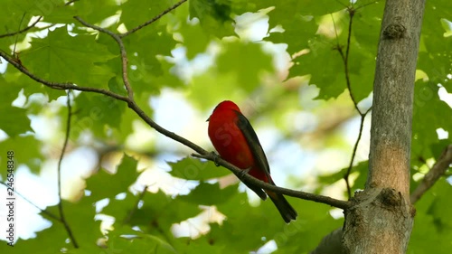 Close view of beautiful scarlet tanager red bird singing in the wild photo