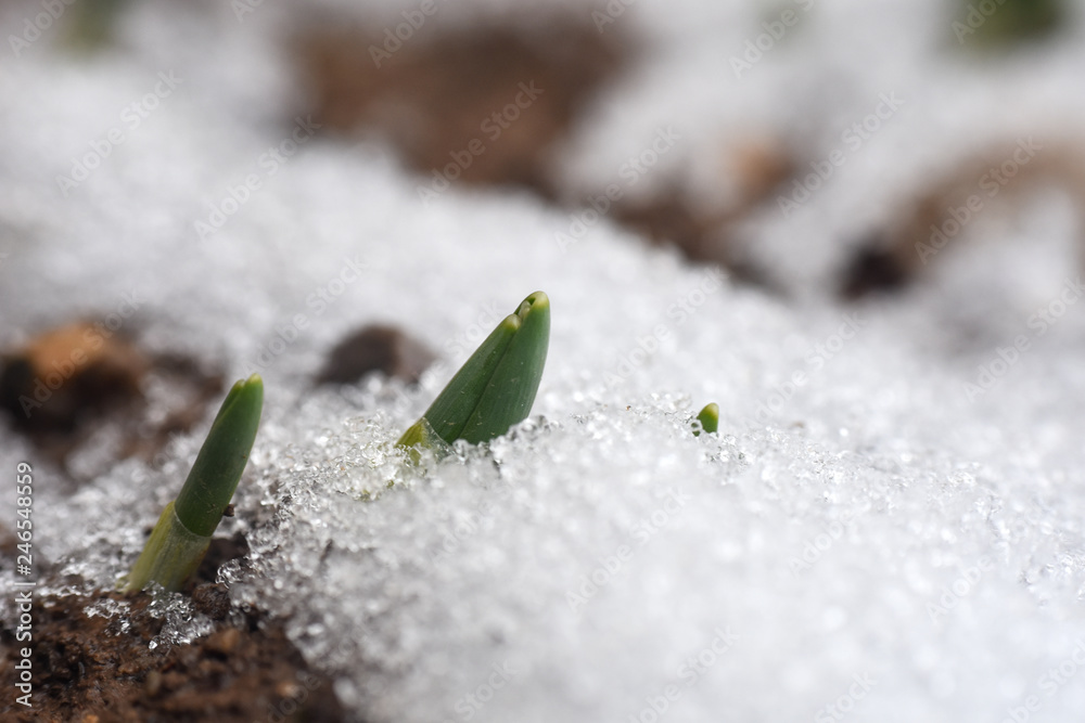 First spring burgeon of snowdrops through the snow. Concept of spring and new life First spring burgeon of snowdrops through the snow. Concept of spring and new life