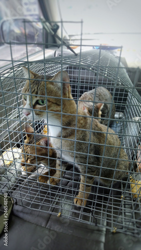 cat in cage