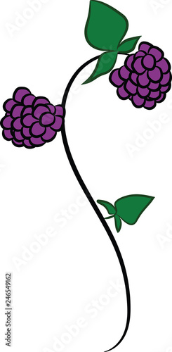 Blackberries and leaves isolated on a white background. Vector illustration.
