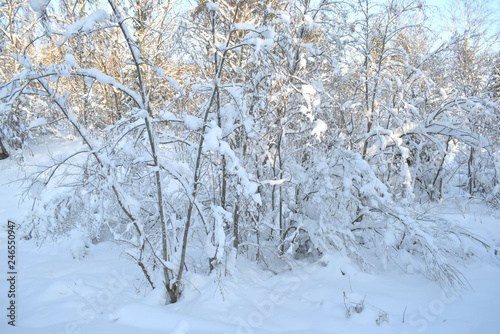 snow covered trees © tanzelya888