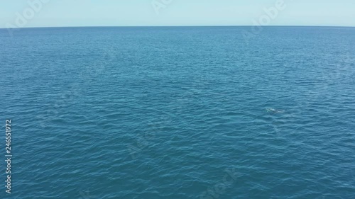 Common Dolphins, New Zealand 4k