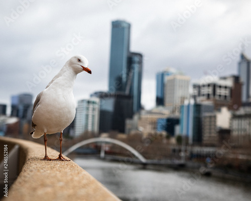 Inquisitive seagull in front of city