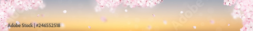Beautiful delicate background with blossoming light pink sakura flowers. Pano...