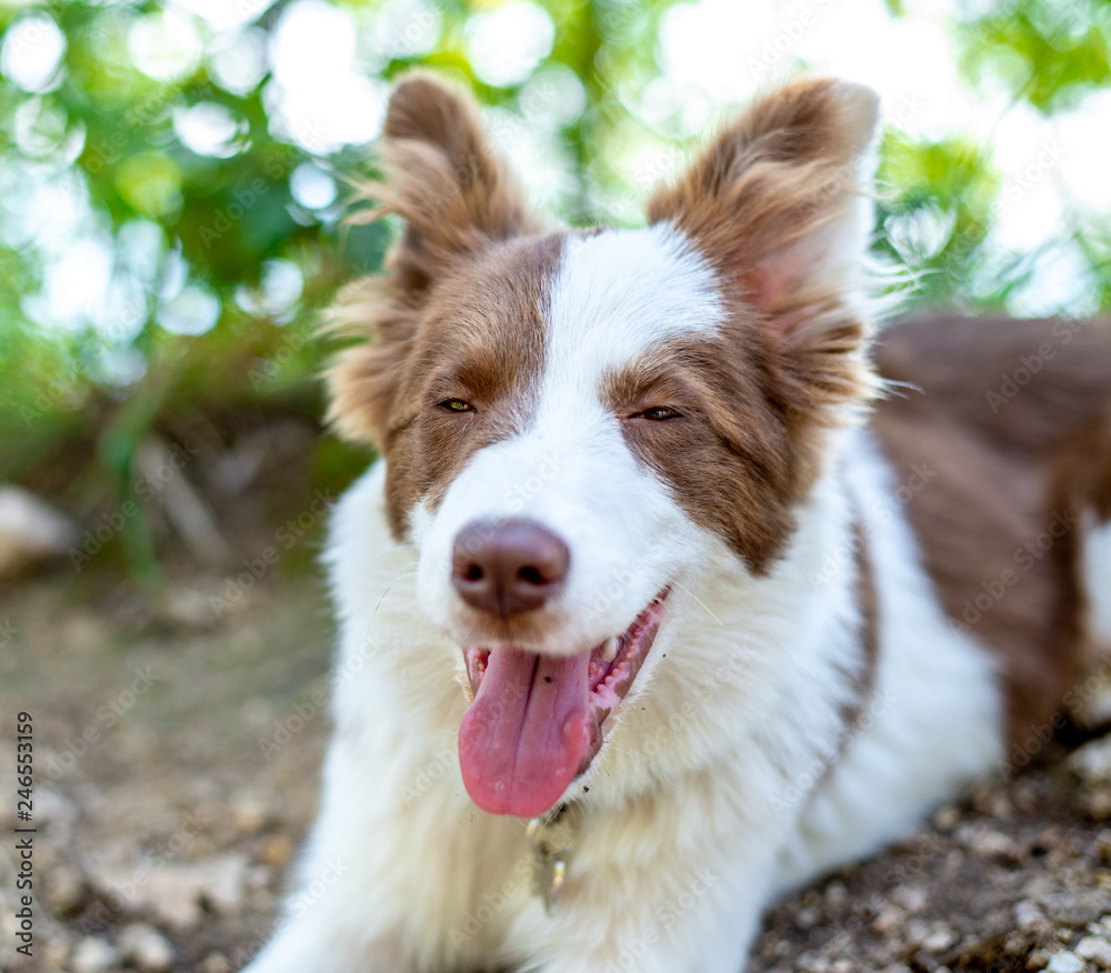Brown border collie dog sitting on the ground Brown border collie dog sitting on the ground