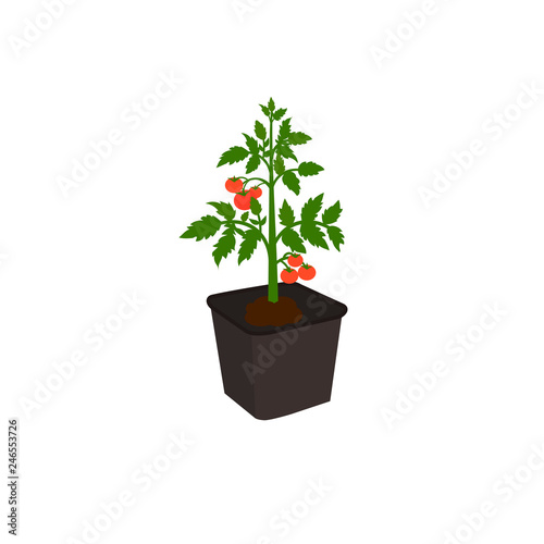 Young plant tomato bush with red tomatoes in plastic pot. Vector illustration gardening concepts.