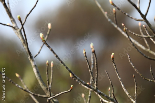 Fresh new growth of tree buds during dormant in winter season are springing up  © Akarawut