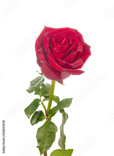 red rose with green leaves isolated on white background