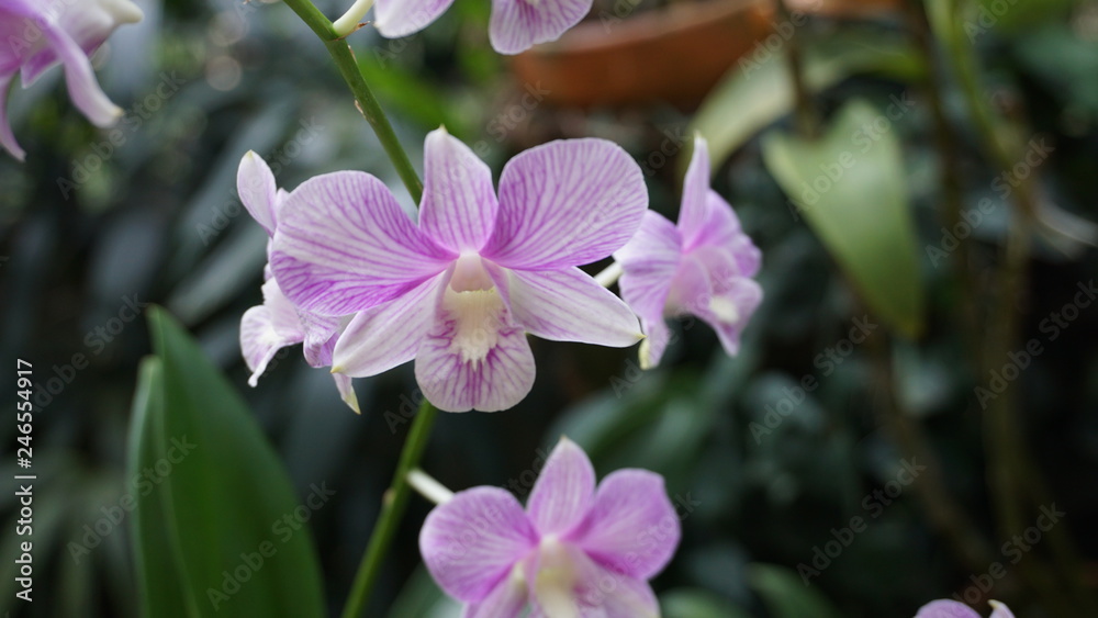 Fototapeta premium orchid flower in the garden