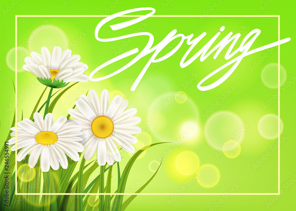 Spring daisies background fresh green grass, pleasant juicy spring colors. Spring handwriting Lettering. Vector, template, illustration, isolated Spring daisies background fresh green grass, pleasant juicy spring colors. Spring handwriting Lettering. Vector, template, illustration, isolated
