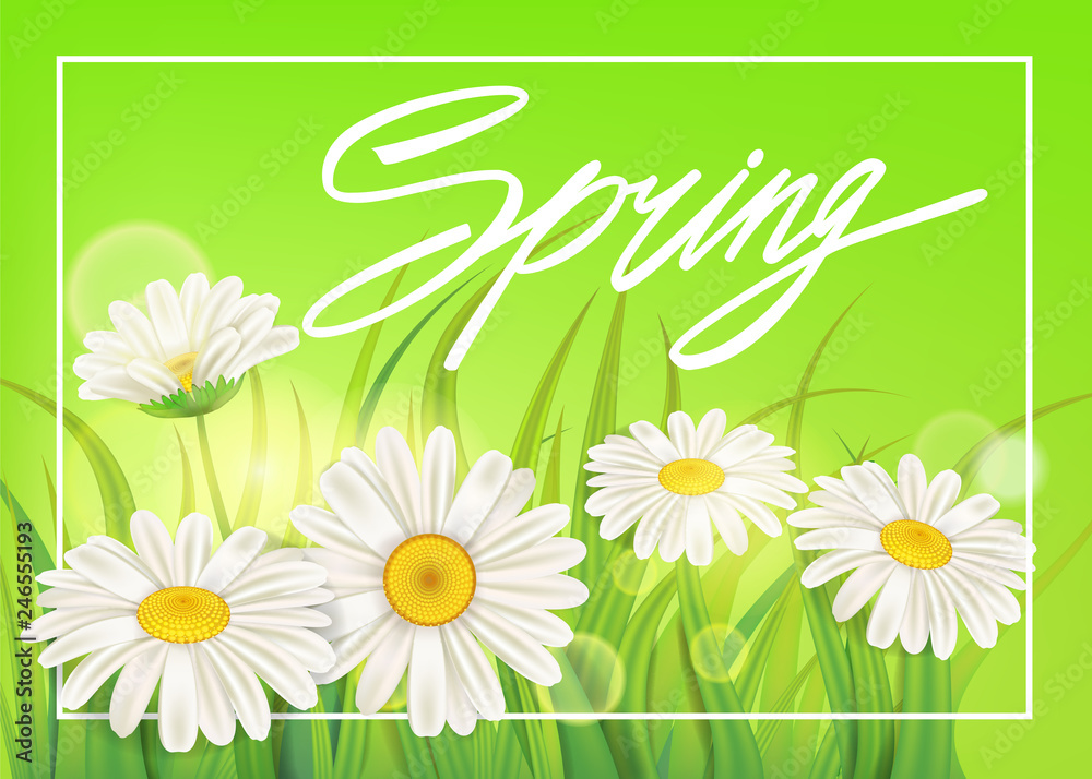 Fresh spring juicy chamomile flowers and green grass. Spring handwriting Lettering. Vector, template, illustration, isolated Fresh spring juicy chamomile flowers and green grass. Spring handwriting Lettering. Vector, template, illustration, isolated