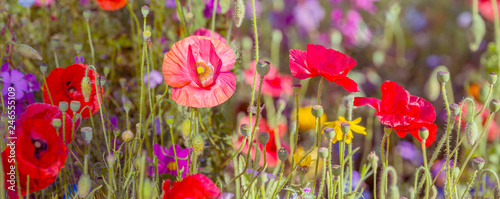 summer meadow