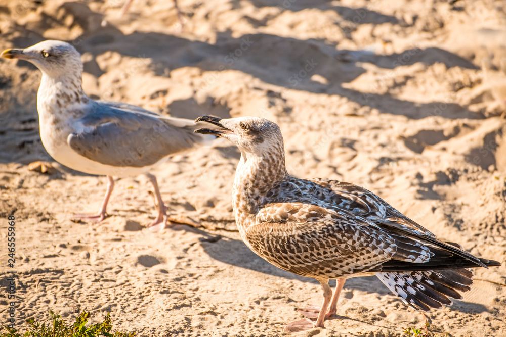 herring gull on a beach of the Baltic sea herring gull on a beach of the Baltic sea