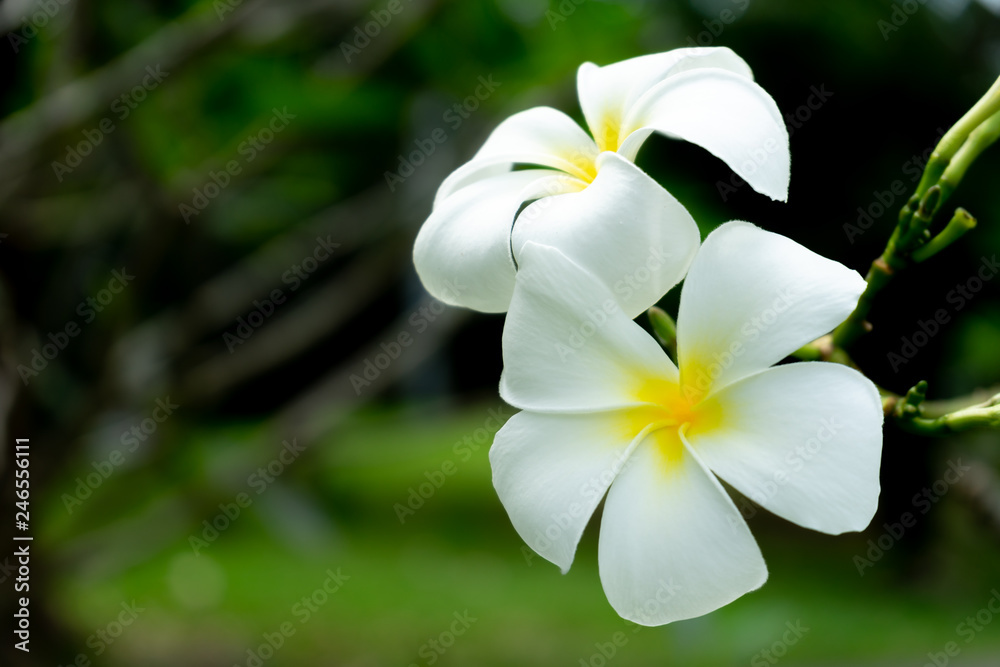 Fototapeta premium Plumeria flower.