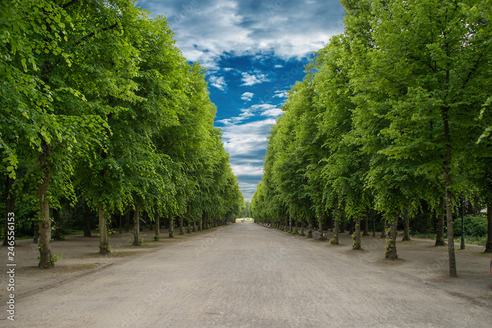 Alley with green trees in Tuileries garden in Paris, France Alley with green trees in Tuileries garden in Paris, France