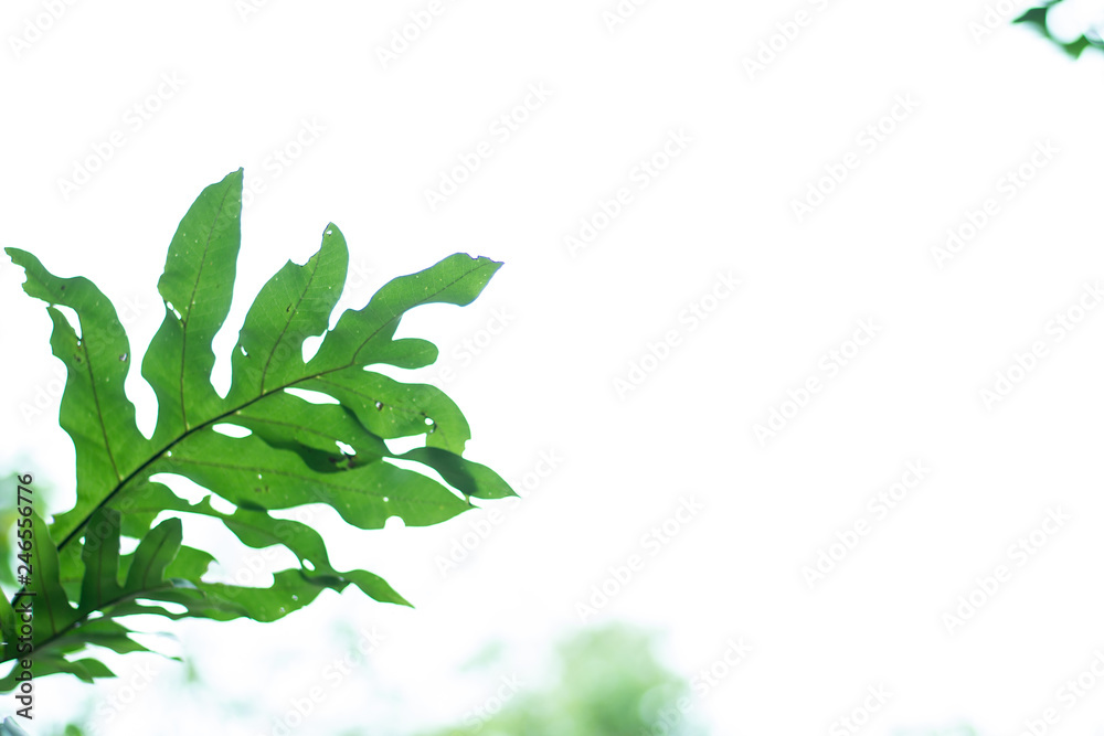 green leaves isolated on white