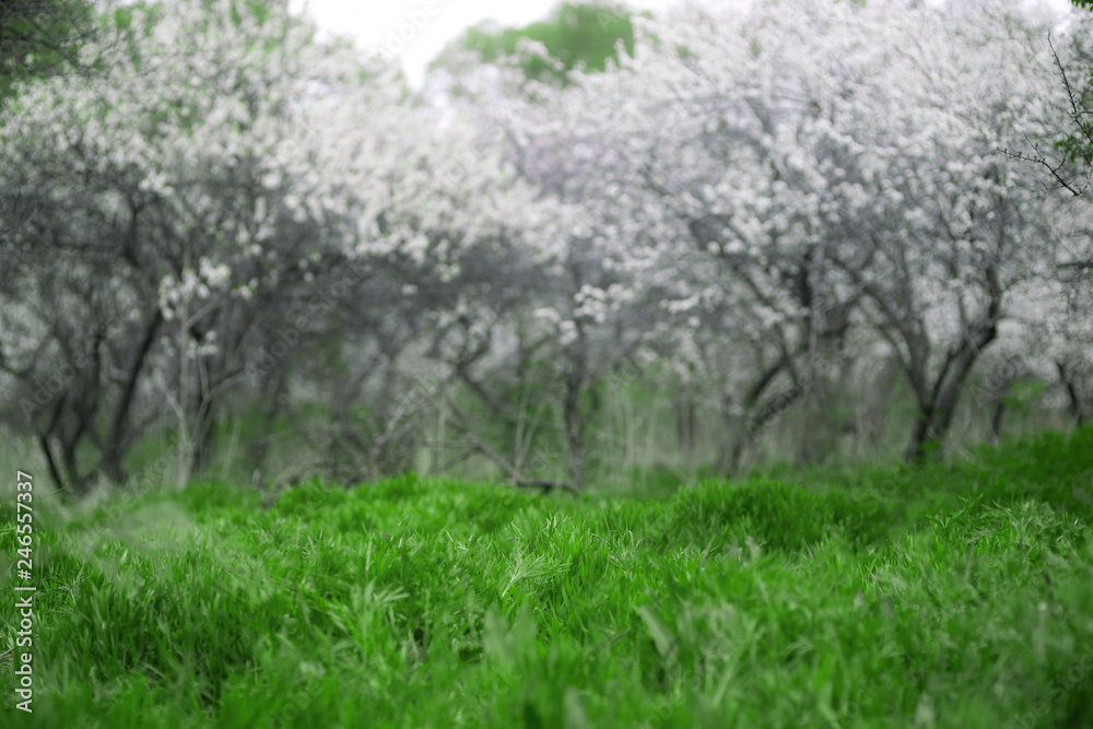 Cherry Blossoms. Beautiful spring garden. Trees and grass Cherry Blossoms. Beautiful spring garden. Trees and grass