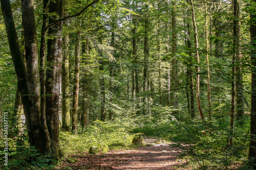 Forest near the fir road, route des sapins in France.