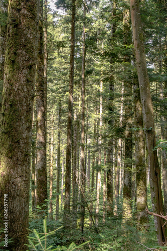 Forest near the fir road  route des sapins in France.