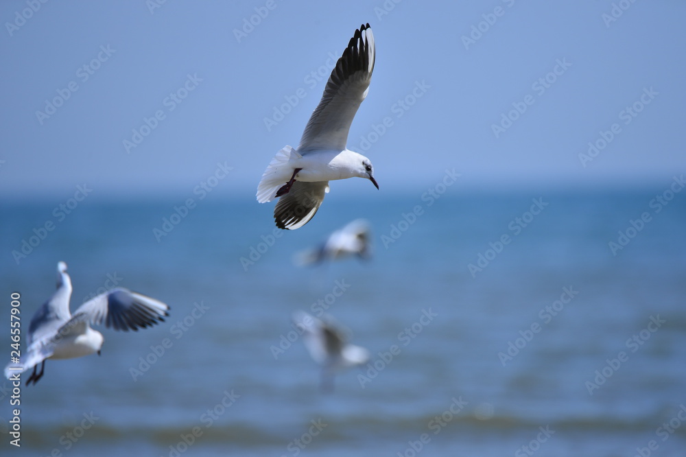 Seagulls fly in free Seagulls fly in free