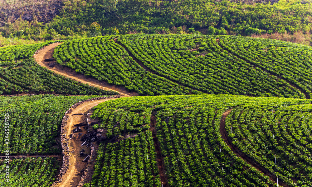 Tea estate in hill plantations
