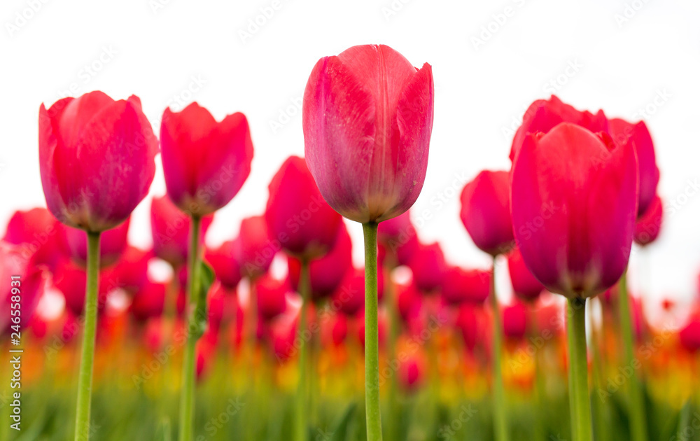 Pink tulips in the park as background Pink tulips in the park as background