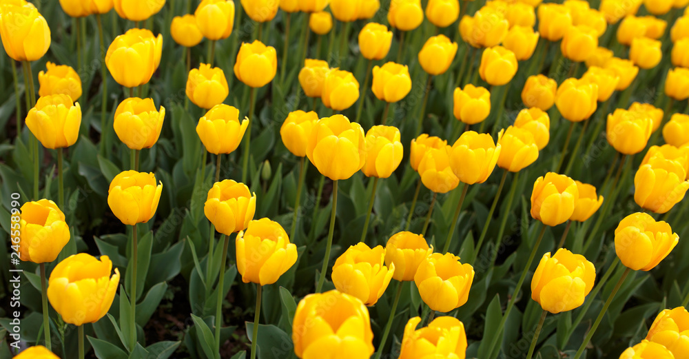 Yellow tulips in the park as background Yellow tulips in the park as background