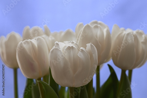 Bouqet of white tulips on blue background