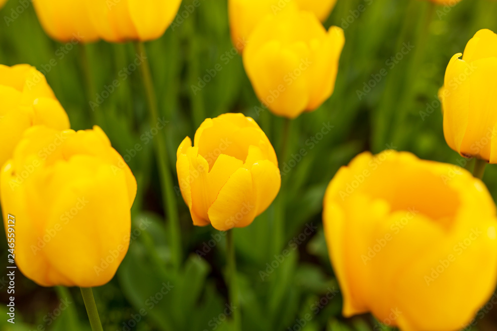 Yellow tulips in the park as background Yellow tulips in the park as background