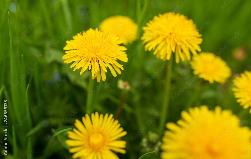 Yellow dandelion flowers in the park Yellow dandelion flowers in the park