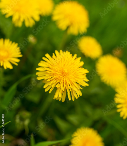 Yellow dandelion flowers in the park