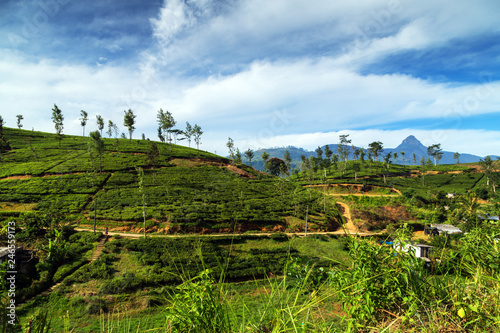 mountain tea bushes plantation