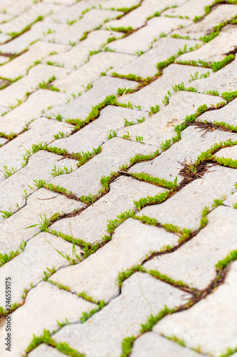Green grass grows on paving slabs