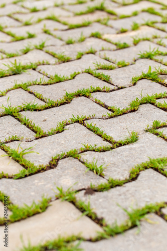 Green grass grows on paving slabs