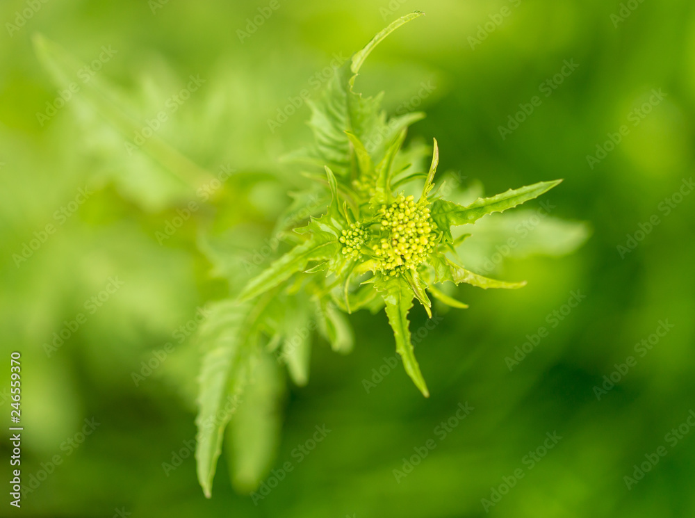 Green spiny grass plant in nature Green spiny grass plant in nature