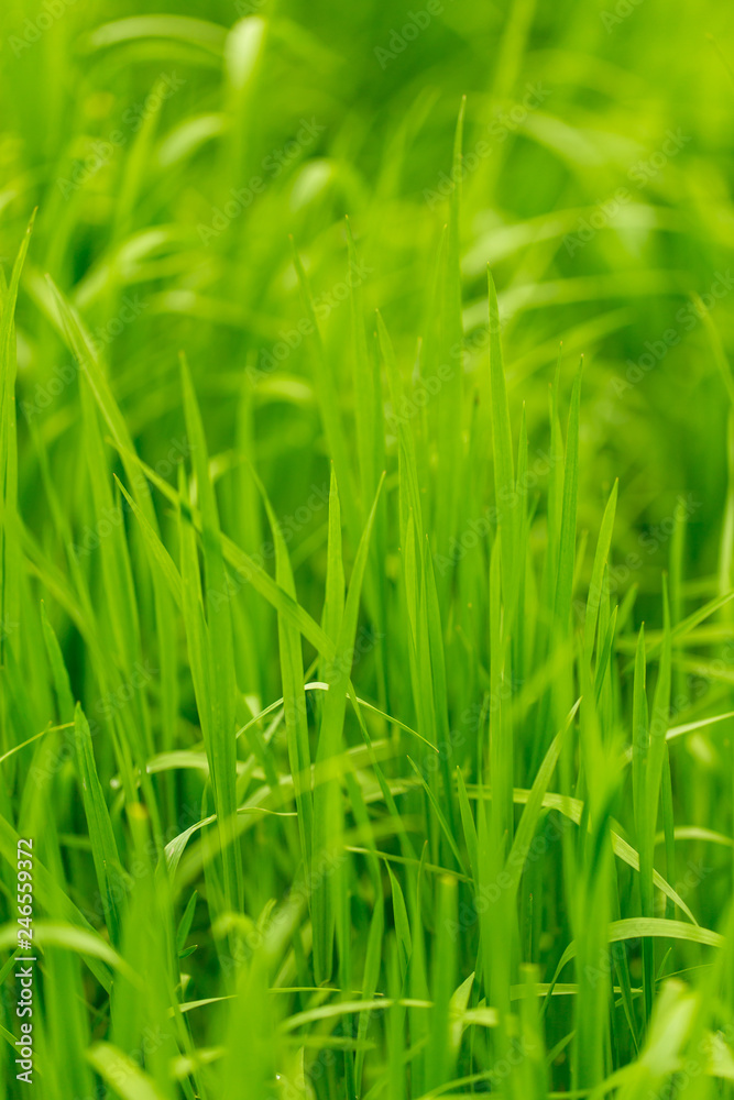 Green grass on nature as background Green grass on nature as background