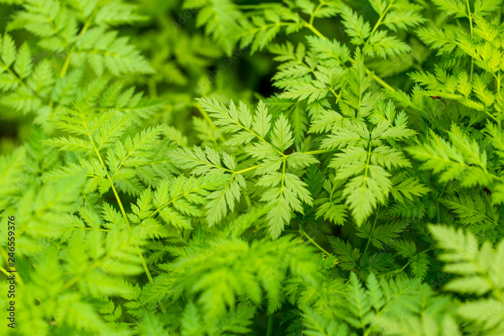 Green carrot leaves in a vegetable garden as background Green carrot leaves in a vegetable garden as background