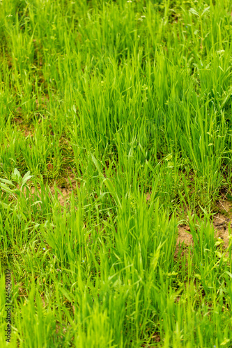 Green grass on nature as background