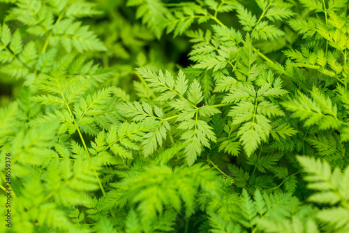 Green carrot leaves in a vegetable garden as background