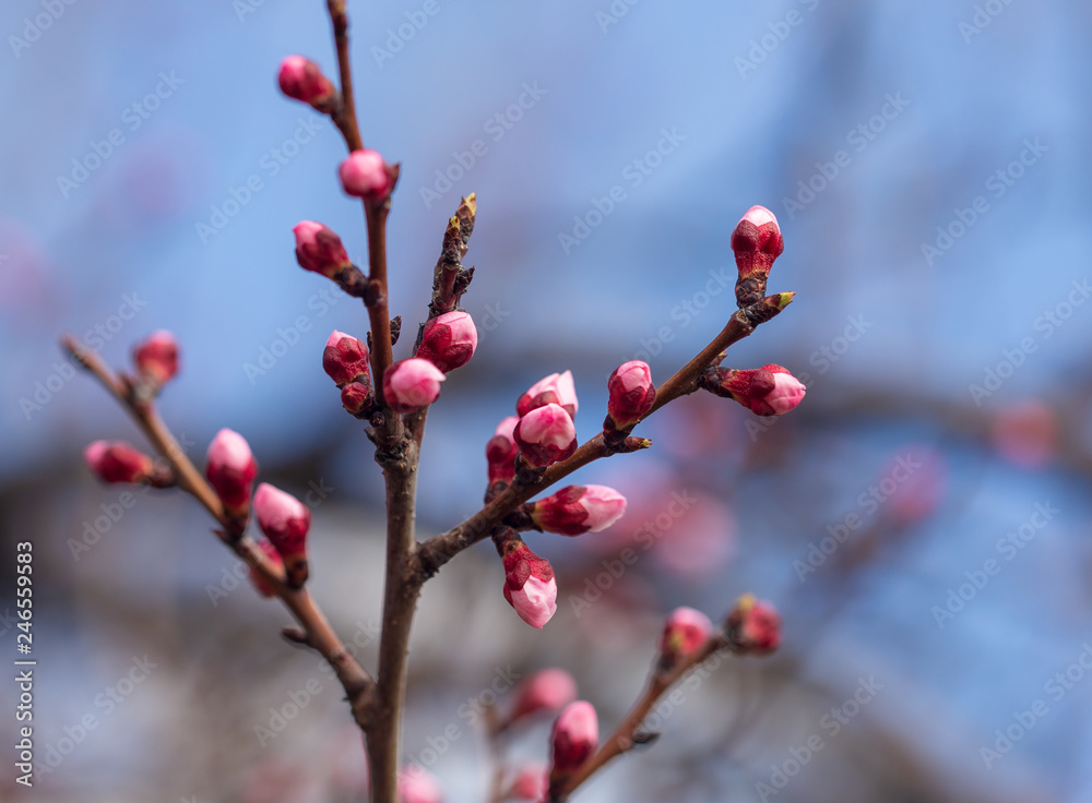 Red flowers on apricot branches in spring Red flowers on apricot branches in spring