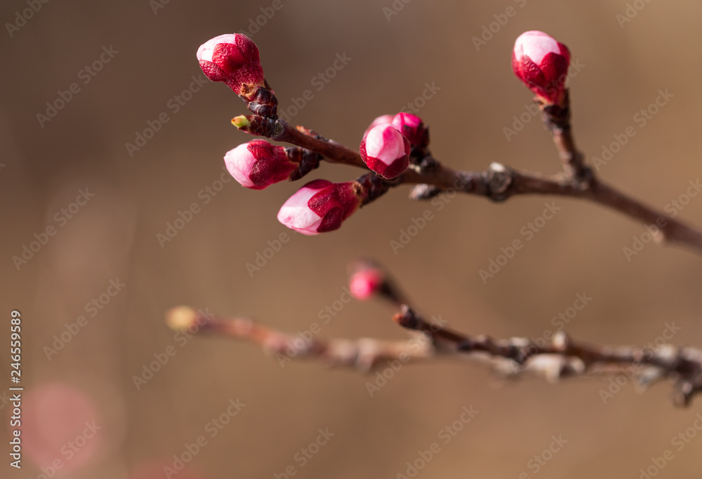 Red flowers on apricot branches in spring