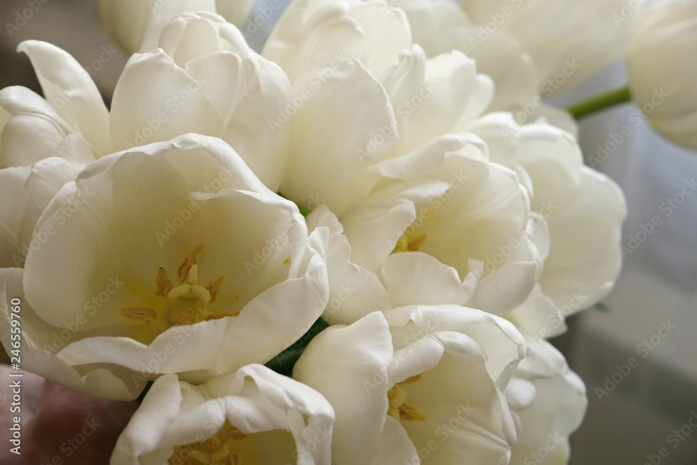 Bouqet of white tulips