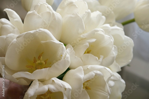 Bouqet of white tulips