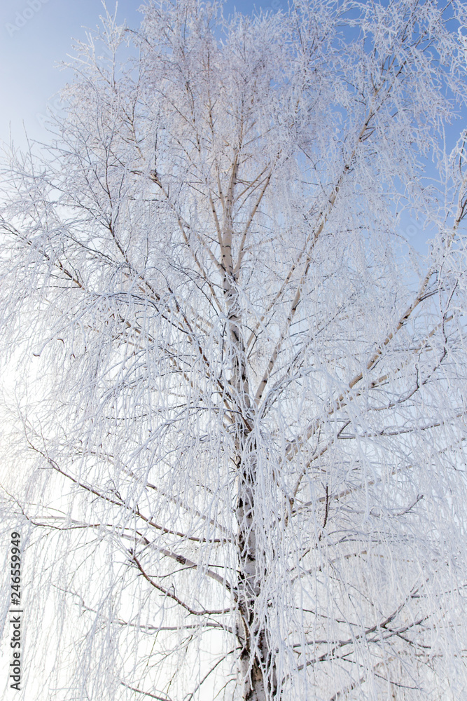 Frozen branches on a tree against a blue sky